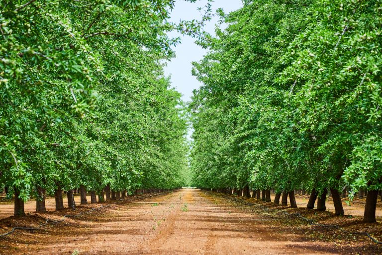 Pecan Valley 768x512